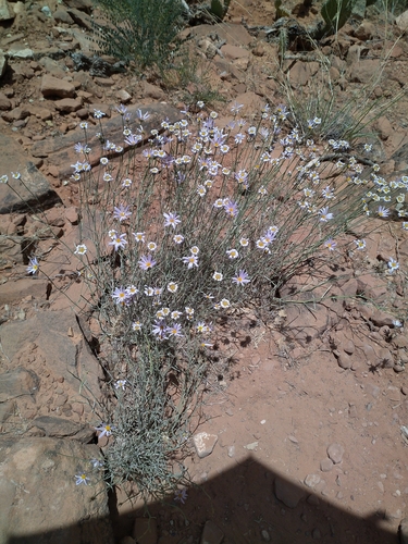 Image of Erigeron utahensis by (c) Michael Thaibinh, some rights reserved (CC BY)