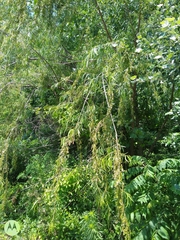Salix nigra