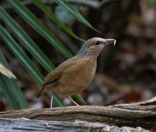 Blue-rumped Pitta (Hydrornis soror), photo 6
