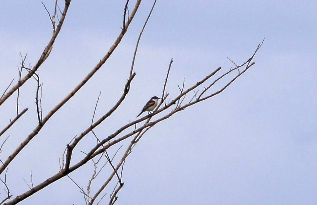 Long-tailed Triller (Lalage leucopyga), photo 2