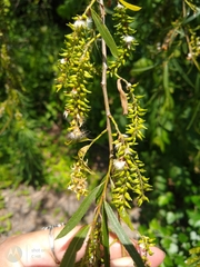 Salix nigra