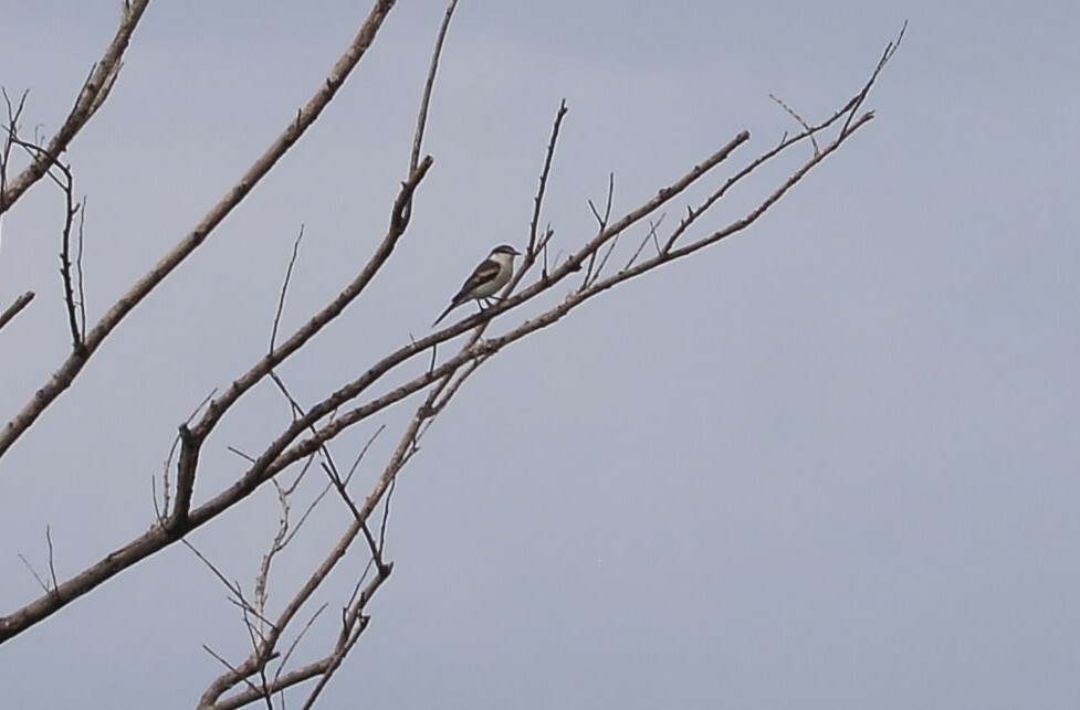 Long-tailed Triller (Lalage leucopyga), photo 7