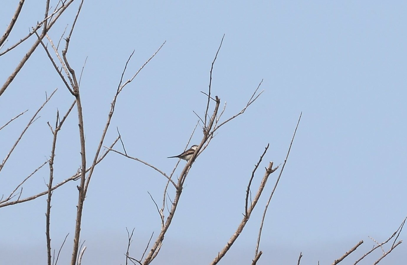 Long-tailed Triller (Lalage leucopyga), photo 8