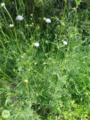 Sixalix atropurpurea