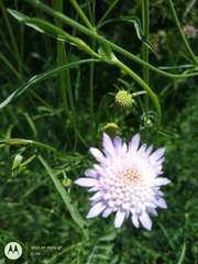 Sixalix atropurpurea