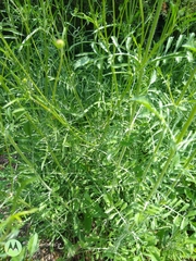 Sixalix atropurpurea