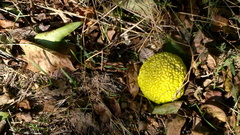 Maclura pomifera