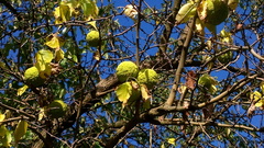 Maclura pomifera