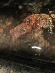 Anaxyrus americanus charlesmithi