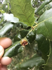 Callirhytis perfoveata