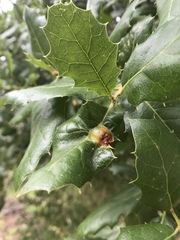 Callirhytis perfoveata