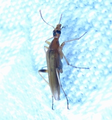 Cephaloon lepturides