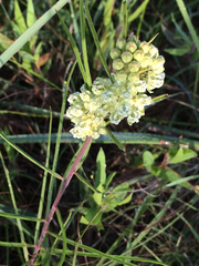 Asclepias stenophylla