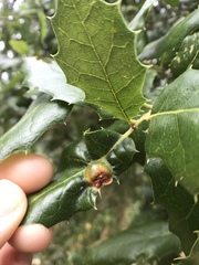 Callirhytis perfoveata