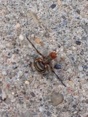 Idana marginata