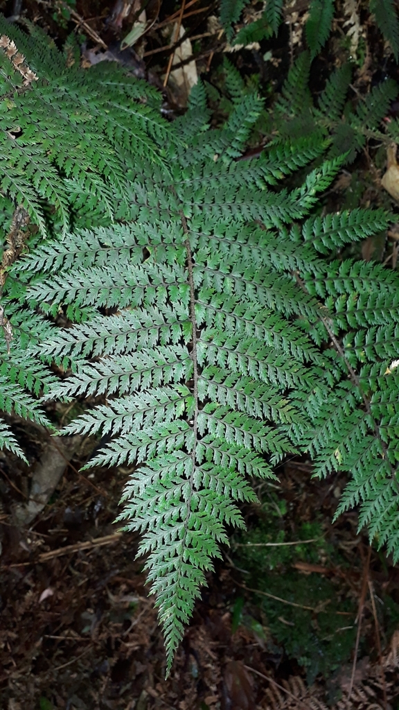 Polystichum silvaticum
