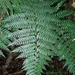 Polystichum silvaticum - Photo (c) Leon Perrie, some rights reserved (CC BY), uploaded by Leon Perrie