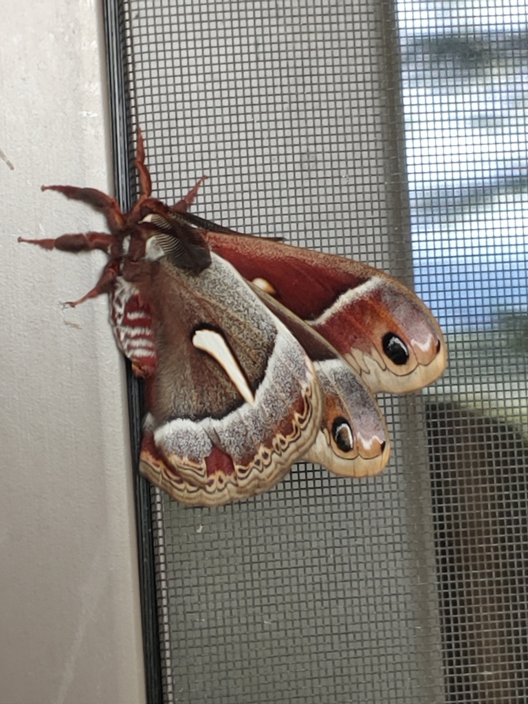 Ceanothus Silk Moth from Sierra County, US-CA, US on June 3, 2024 at 11 ...