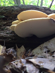 Buglossoporus quercinus