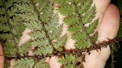 Polystichum silvaticum