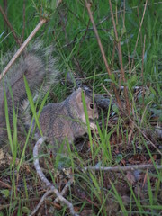 Sciurus niger cinereus