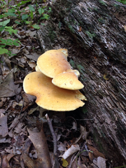 Buglossoporus quercinus