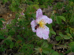 Stictoleptura cordigera