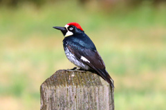 Melanerpes formicivorus