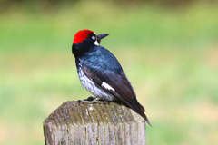 Melanerpes formicivorus