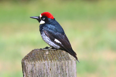 Melanerpes formicivorus