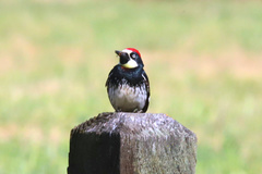 Melanerpes formicivorus