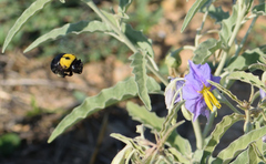 Xylocopa pubescens