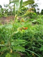 Aeschynomene sensitiva