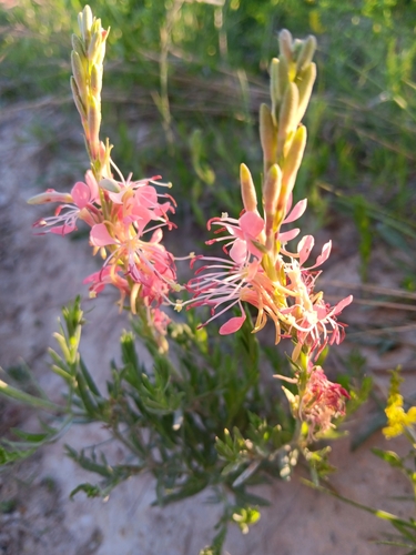 Gaura écarlate 2