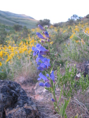 Penstemon speciosus