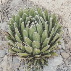 Agave victoriae-reginae