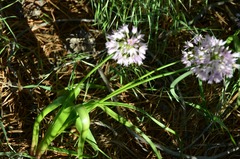 Allium bisceptrum