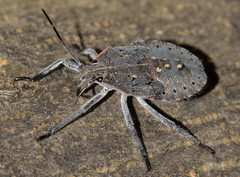Apodiphus amygdali