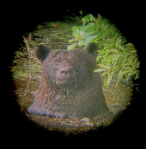Eastern Black Bear photographed in North Carolina