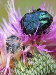 Euphoria sepulcralis