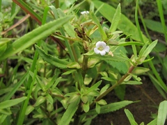 Bacopa lacertosa