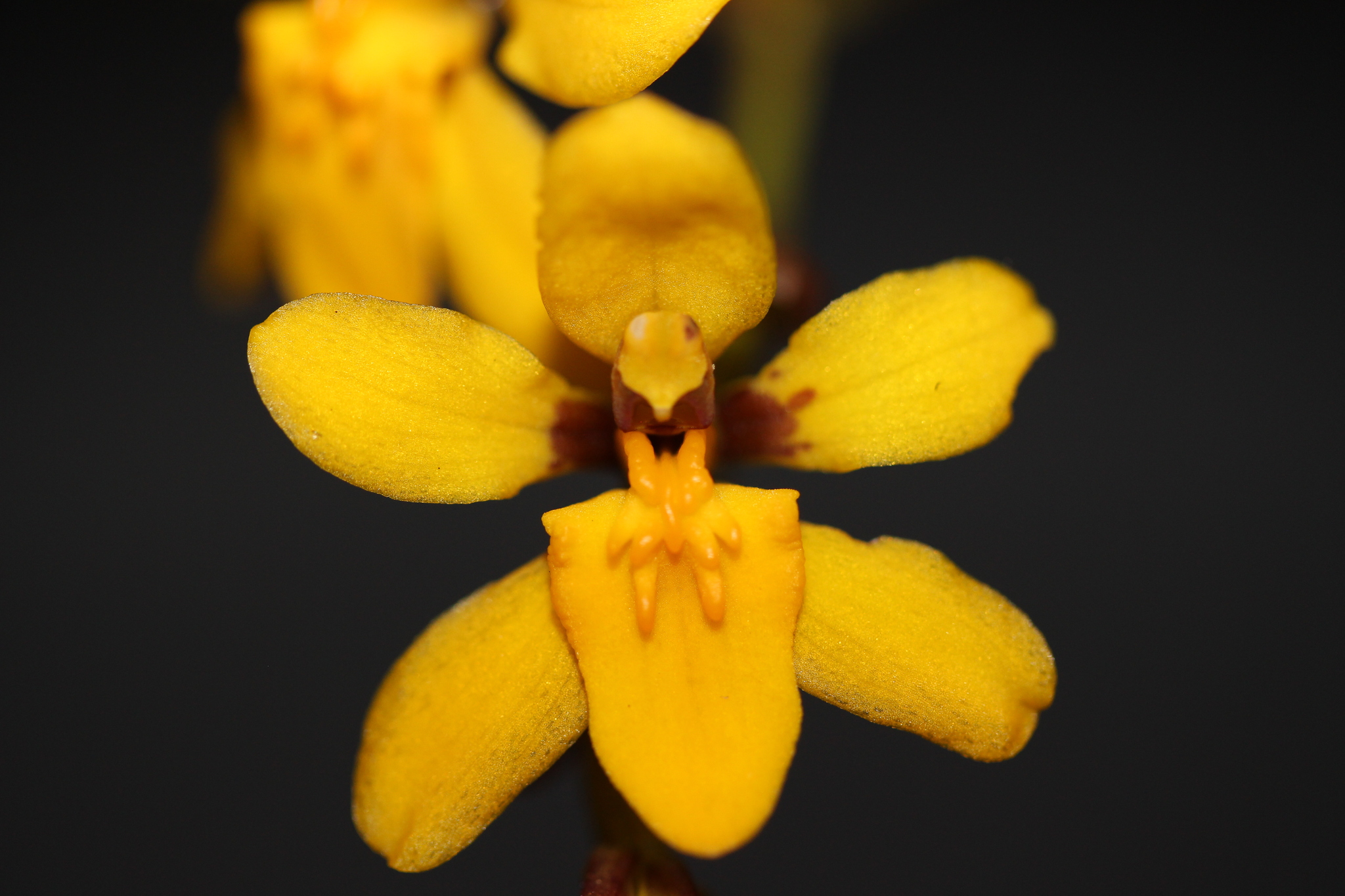 Cyrtochilum ixioides Lindl.