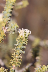 Euchaetis pungens