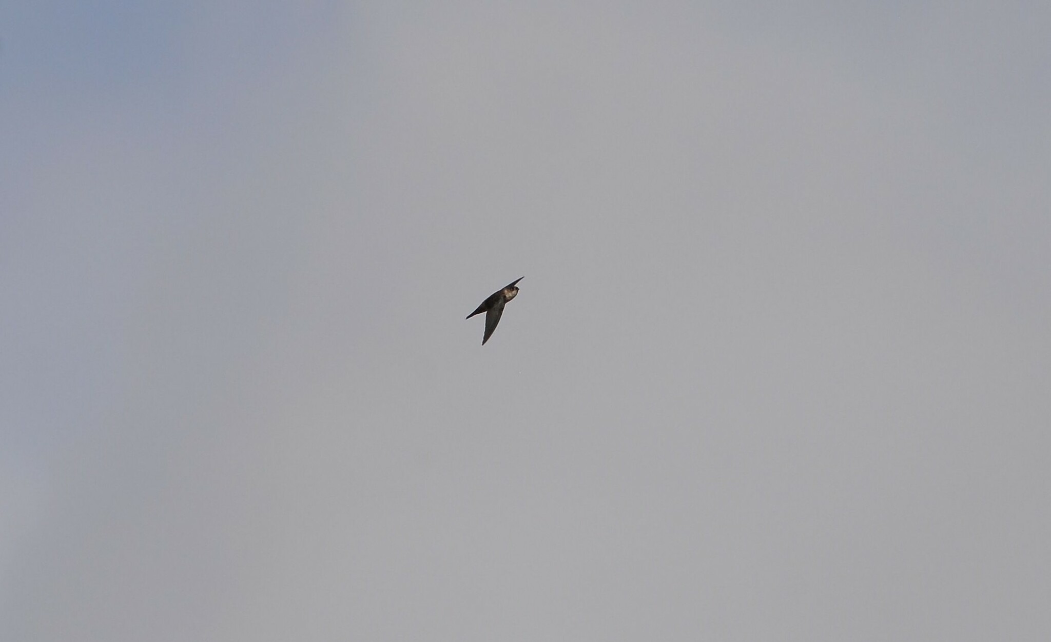 Uniform Swiftlet (Aerodramus vanikorensis), photo 6