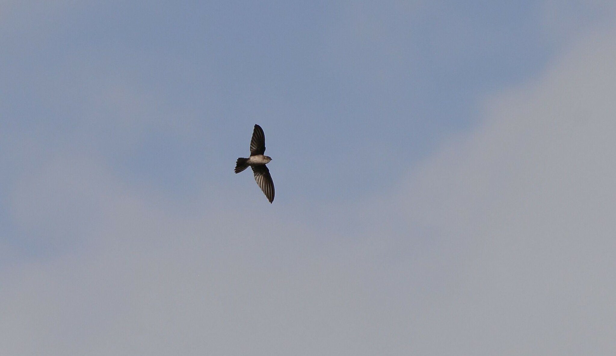 Uniform Swiftlet (Aerodramus vanikorensis), photo 5