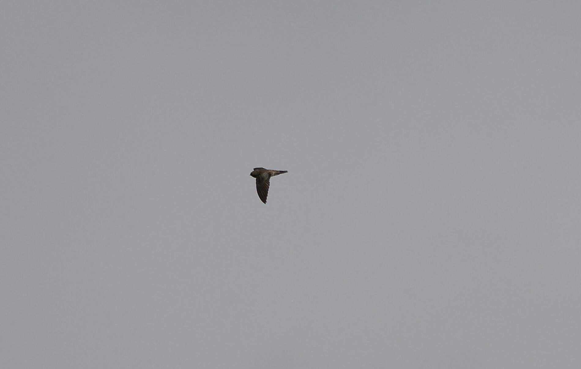 Uniform Swiftlet (Aerodramus vanikorensis), photo 7