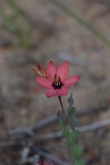 Ixia vanzijliae