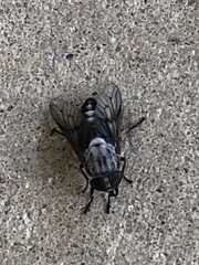 Tabanus trimaculatus