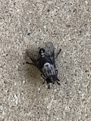 Tabanus trimaculatus