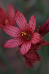 Ixia pumilio